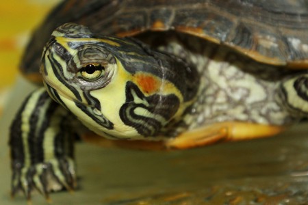 trachemys scripta